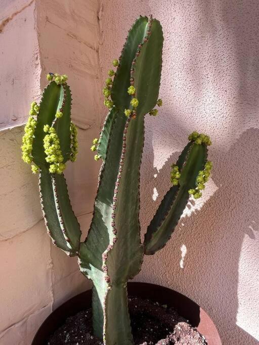 Casa Cactus Paraiso Parque Holandes Extérieur photo