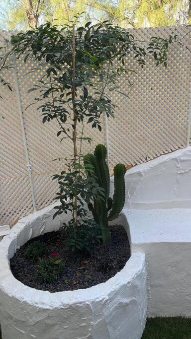 Casa Cactus Paraiso Parque Holandes Extérieur photo